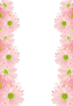 Daisy background Stock Photos