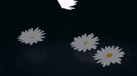 Daisy background03. LOOP Video stock 1823180