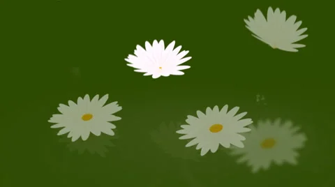 Daisy background04. LOOP Stock Footage 1823220