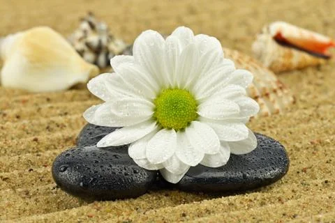 Daisy with basalt stone Stock Photos