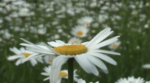 Daisy beautiful flower Stock Footage 5699250