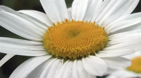 Daisy beautiful flower Stock Footage 5700142