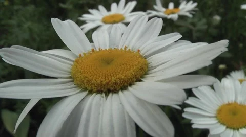 Daisy beautiful flower 库存影片 5700812