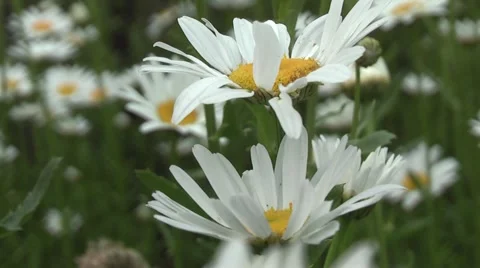 Daisy beautiful flower 库存影片 5700853
