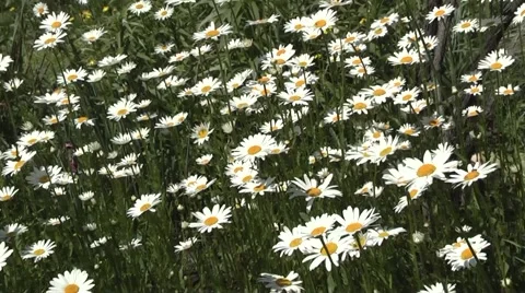Daisy beautiful flower Video stock 5700906