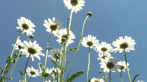 Daisy beautiful flower 库存影片 5700927