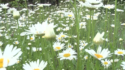 Daisy beautiful flower Stock Footage 5700933