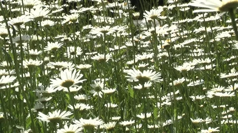 Daisy beautiful flower Stock Footage 5700937