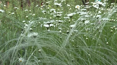 Daisy beautiful flower Stock Footage 5700946