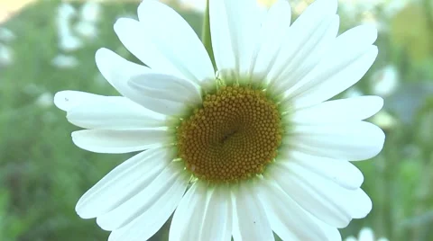 Daisy beautiful flower Stock Footage 5727088