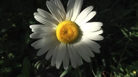 Daisy beautiful flower Stock Footage 5727102