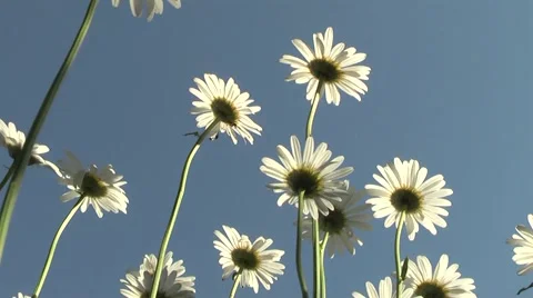 Daisy beautiful flower 库存影片 5727675