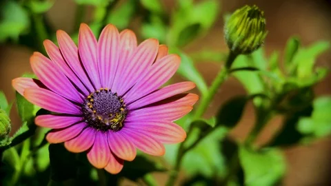 Daisy with Bee collecting pollen Stock Footage 92817603