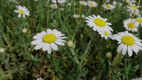 Daisy bee Stock Footage 131049864