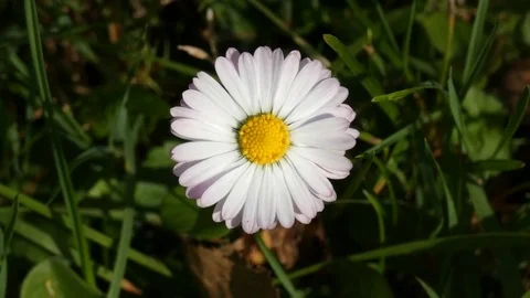 Daisy (Bellis) Flower Sway In the Wind Stock Footage