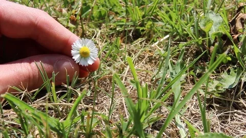 Daisy between fingers with grass field background Video stock 76097661