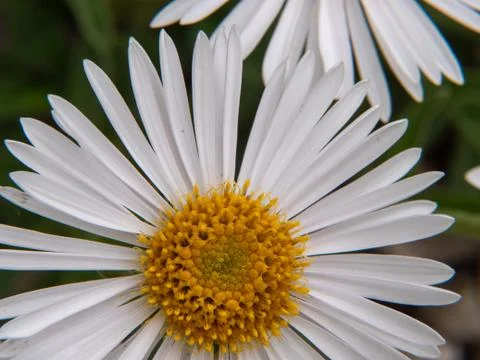 Daisy on a black background Stock Photos