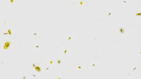 Daisy Bloom Burst on Transparent Alpha Stock Footage 303613805