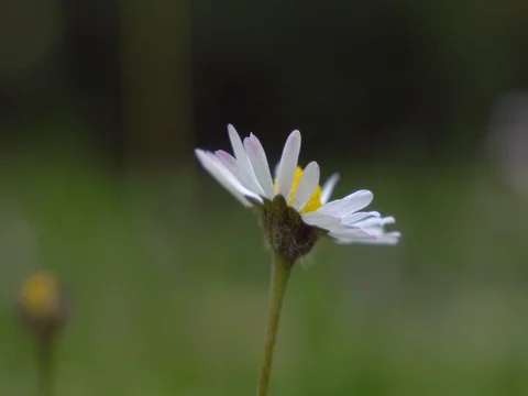 Daisy in bloom Video stock 75820046