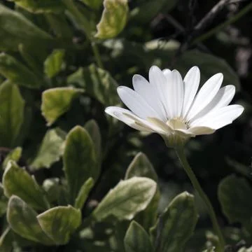 Daisy bloom Stock Photos