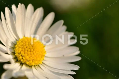 Daisy blossom on left side Stock Photos