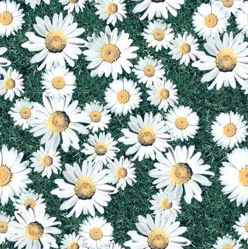 Daisy Blossom Seamless Pattern with Grass. Meadow. Natural background. Stock Illustration