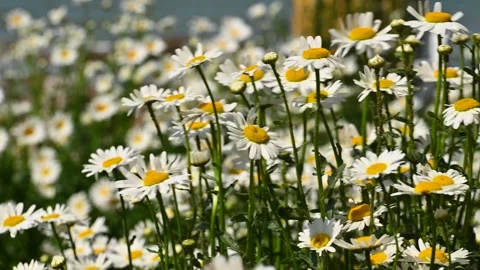 Daisy blossom at slow motion Vídeos de archivo 334609008