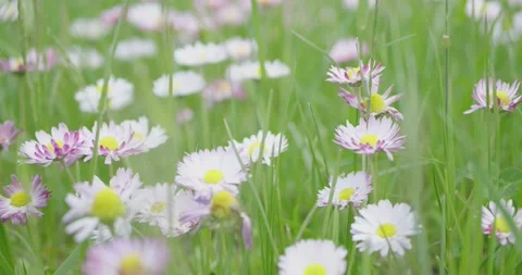 Daisy blossom in spring. Stock Footage 132272044