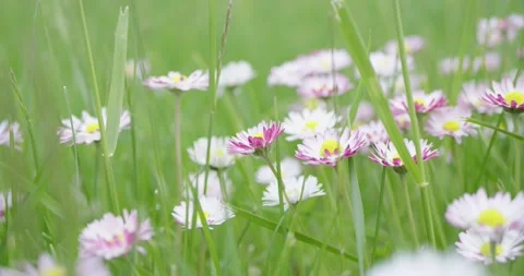 Daisy blossom in spring. Stock Footage 132272049