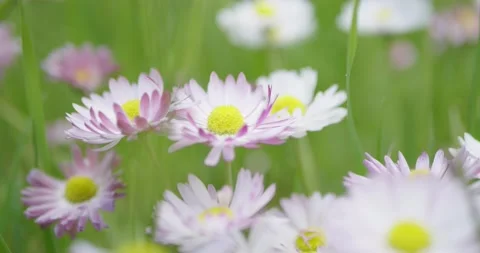 Daisy blossom in spring. Stock Footage 132272077