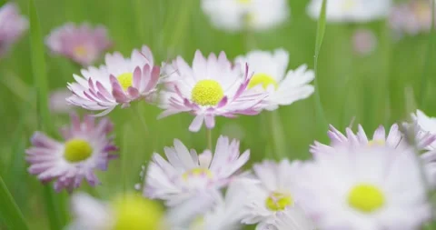 Daisy blossom in spring. Video stock 132272804