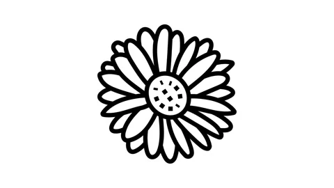 Daisy blossom spring line icon animation Stock Footage 326135375