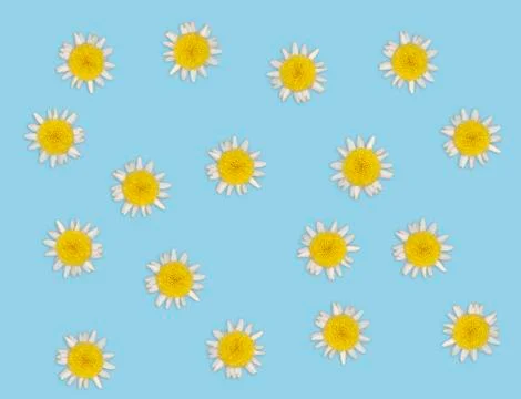 Daisy blossoms on colored background Stock Photos