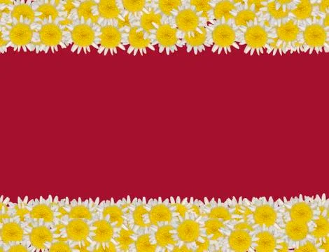 Daisy blossoms on colored background Stockfoto's