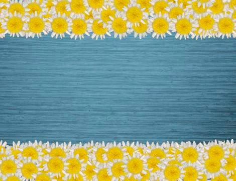 Daisy blossoms on colored background 스톡 사진