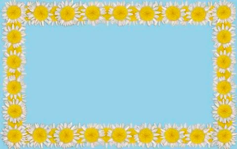 Daisy blossoms on colored background Stock Photos