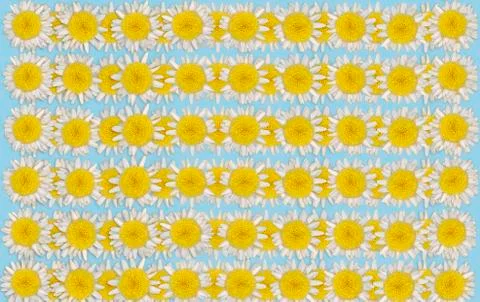 Daisy blossoms on colored background Stock Photos