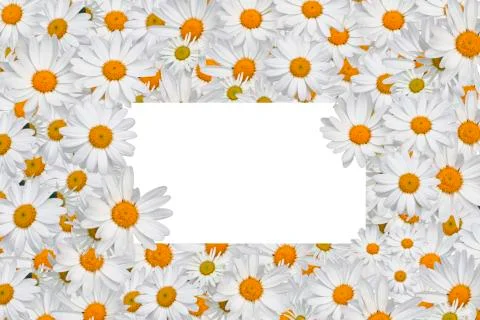 Daisy blossoms on colored background Foto stock
