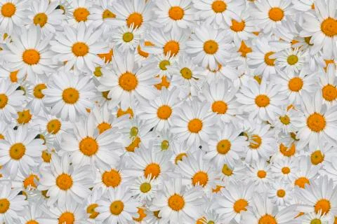 Daisy blossoms on colored background Stock Photos