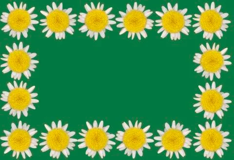 Daisy blossoms on colored background Stock Photos