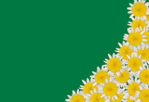 Daisy blossoms on colored background Stock Photos