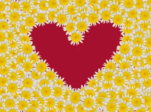 Daisy blossoms on colored background Stock Photos