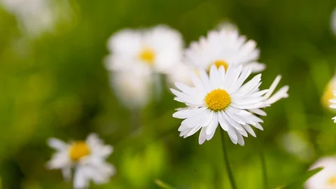 Daisy blossoms Video stock 129066797