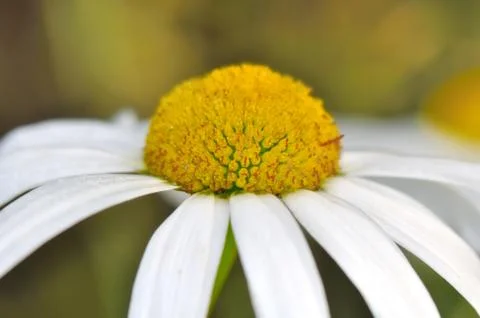 Daisy blossoms Stock Photos