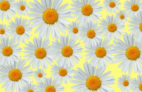 Daisy blossoms on a yellow background pattern Stock Photos