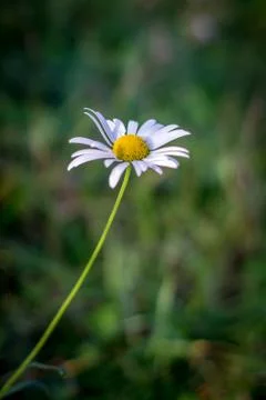 A daisy blowing in the wind in a grass meadow Stock Photos