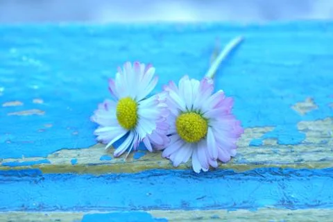 Daisy on blue Stock Photos