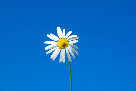 Daisy on blue Stock Photos