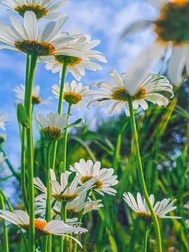 A daisy on a blue sky background. Stock Photos