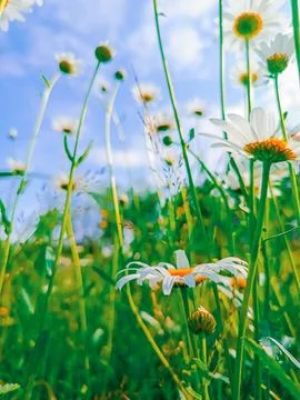 A daisy on a blue sky background. Stock Photos
